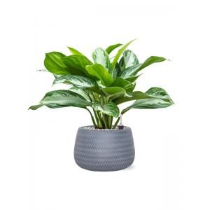 Plant in Pot Aglaonema Silver Bay 45 cm kamerplant in Baq Angle Grey 24 cm bloempot