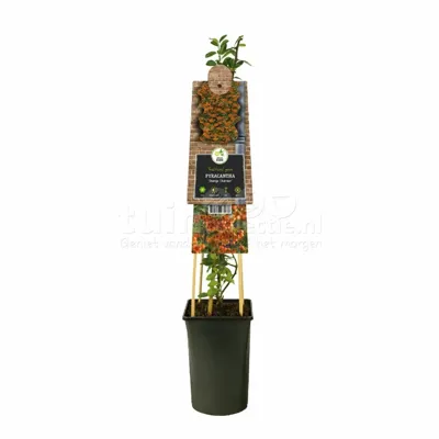 Klimplant Vuurdoorn - Pyracantha Orange Charmer