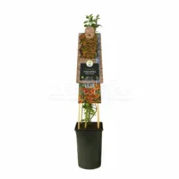 Klimplant Vuurdoorn - Pyracantha Orange Charmer