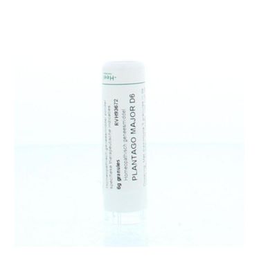 Plantago major D6