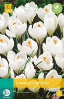 Crocus Jeanne d'Arc 12 bollen - Jub