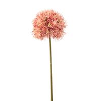 Allium