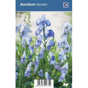 Monnikskap (aconitum bicolor) schaduwplant - 12 stuks