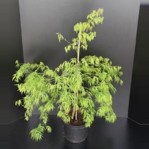 Japanse esdoorn (Acer palmatum "Dissectum") heester - 60-80 cm - 1 stuks