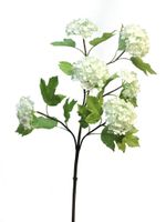 Viburnum Roseum creme 60cm