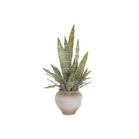 Decoratieve plant Home ESPRIT Polyethyleen