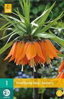 Fritillaria imperialis aurora 1 bol
