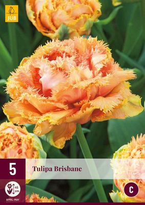 Tulp Brisbane 5 bollen
