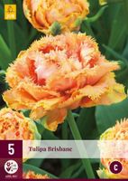 Tulp Brisbane 5 bollen