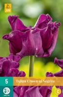 Tulipa crown of negrita - Jub