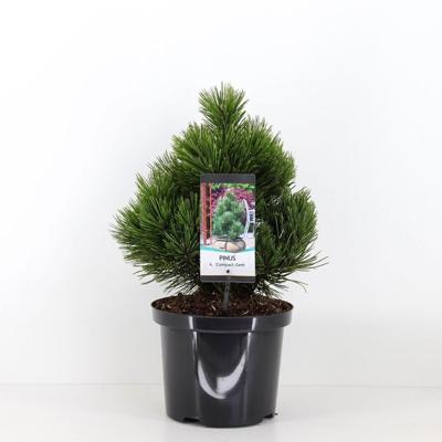 Pinus heldreichii compact gem 30-40 cm - Warentuin natuurlijk