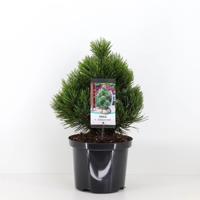 Pinus heldreichii compact gem 30-40 cm - Warentuin natuurlijk