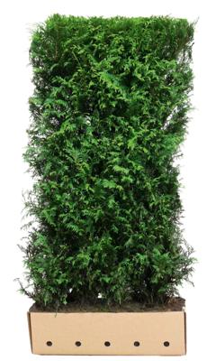 Kant & klaar haag Thuja plicata Martin 200 x 100 cm breed - Quickhedge