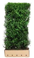 Kant & klaar haag Thuja plicata Martin 200 x 100 cm breed - Quickhedge