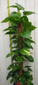 Kamerplant Epipremnum 100 cm - Warentuin natuurlijk