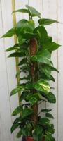 Kamerplant Epipremnum 100 cm - Warentuin natuurlijk