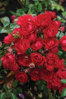 Rode bodembedekkende roos