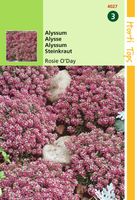 Alyssum Lobularia MarProcumbens Rosie O Day - Hortitops Alyssum Lobularia MarProcumbens Rosie O Day - Hortitops