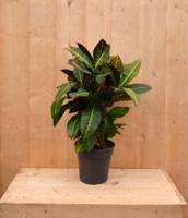 Croton Codiaeum Wonderstruik kamerplant potmaat 19 cm H60-80 cm Warentuin Natuurlijk - Warentuin natuurlijk