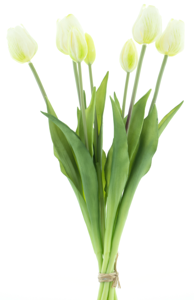 Classic tulip bundle Sally x7 cream 47cm