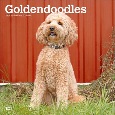 Goldendoodle Kalender 2026