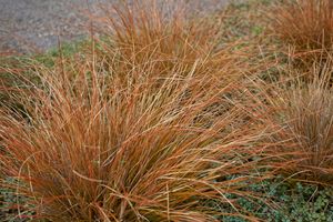 Zegge rood