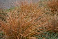 Rood Zegge