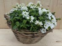 Rieten mand zomerbloeiers wit dia. 30 cm Warentuin Natuurlijk - Warentuin natuurlijk