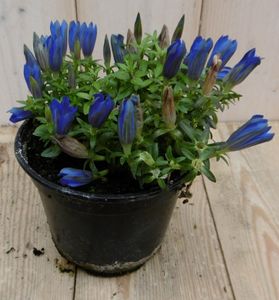 2 stuks! Gentiaan blauw - Warentuin natuurlijk