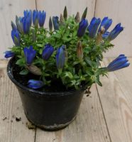 2 stuks! Gentiaan blauw - Warentuin natuurlijk