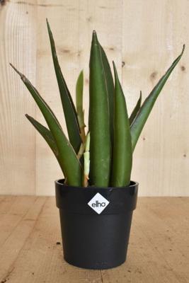 Mini Sansevieria in zwarte pot Elho - Warentuin natuurlijk