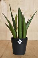 Mini Sansevieria in zwarte pot Elho - Warentuin natuurlijk