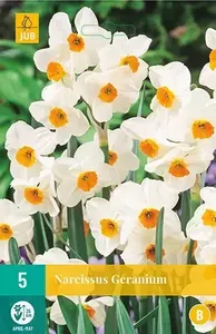 X 5 Narcissus Geranium