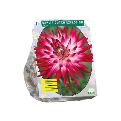 Dahlia Dutch Explosion 1 Stuks bloembol Baltus - Baltus