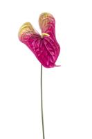 Anthurium spray beauty 70 cm - Emerald