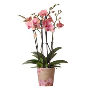 Kolibri Orchids | Oranje roze Phalaenopsis orchidee - Jewel Pirate Picotee - potmaat Ø12cm bloeiende kamerplant - vers van de kweker