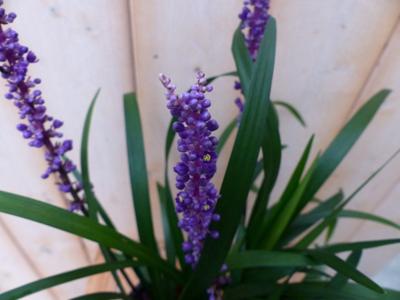 Leliegras paars - Warentuin natuurlijk
