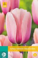 Tulipa Salmon Impression - Jub