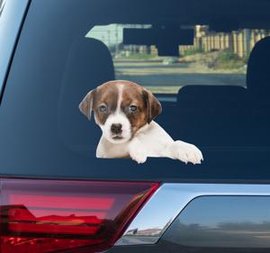 Glurende hond autosticker