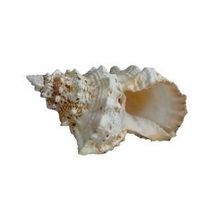 Grote decoratie schelp hoorntje 15 cm
