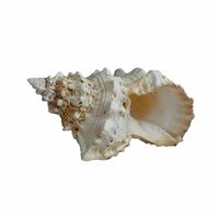 Grote decoratie schelp hoorntje 15 cm - thumbnail