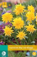 Narcissus Rip van Winkle 4 bollen - Jub