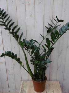Kamerplant Zamioculcas 80 cm - Warentuin natuurlijk