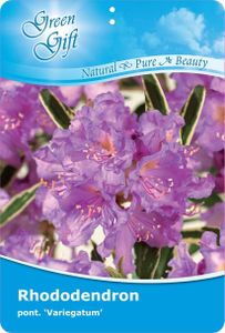 Rhododendron