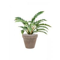 Plant in Pot Philodendron Narrow 60 cm kamerplant in Terra Cotta Grijs 31 cm bloempot - thumbnail