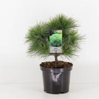 Pinus strobus minima - Warentuin natuurlijk