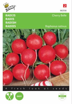 Radijs Cherry Belle - Buzzy