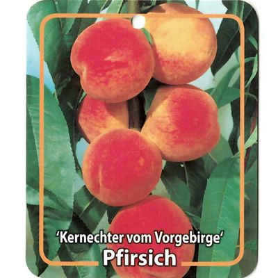 Prunus Persica Kernechter vom Vorgebirge - Oosterik home