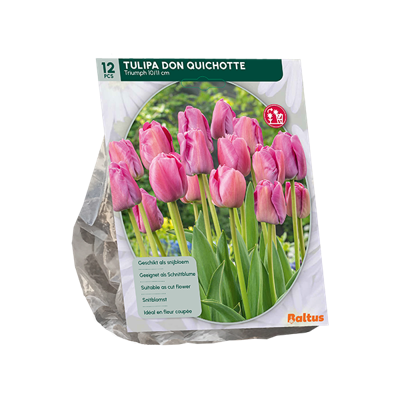Tulp