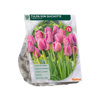 Tulp